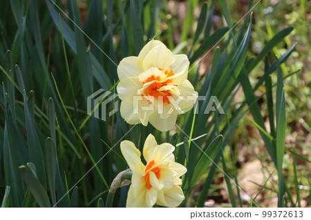 盛開奇異品種水仙花的讚岐萬王公園 99372613