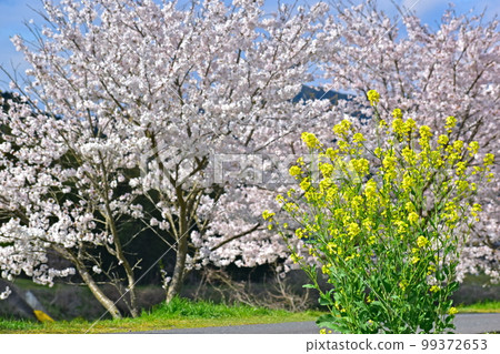 Cherry Blossoms, Rape Blossoms, Chugoku Region, Cherry Blossom Trees 99372653