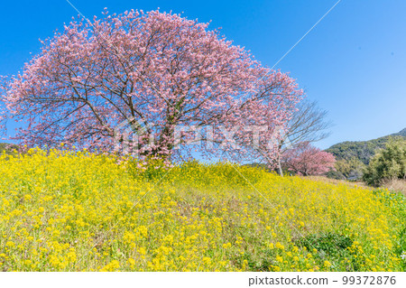 Co-starring Kawazu cherry blossoms and rapeseed blossoms Minami no Sakura Festival Freshly photographed in 2023 Co-starring Kawazu cherry blossoms and rapeseed blossoms Minami no Sakura Festival Freshly photographed in 2023 99372876