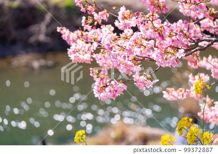 Co-starring Kawazu cherry blossoms and rapeseed blossoms Minami no Sakura Festival Freshly photographed in 2023 Co-starring Kawazu cherry blossoms and rapeseed blossoms Minami no Sakura Festival Freshly photographed in 2023 99372887