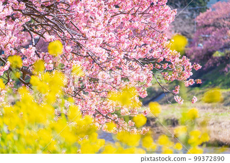 Co-starring Kawazu cherry blossoms and rapeseed blossoms Minami no Sakura Festival Freshly photographed in 2023 Co-starring Kawazu cherry blossoms and rapeseed blossoms Minami no Sakura Festival Freshly photographed in 2023 99372890