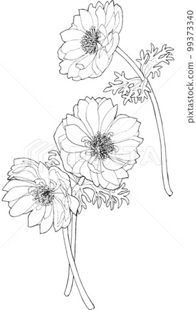 海葵花單色線描 99373340