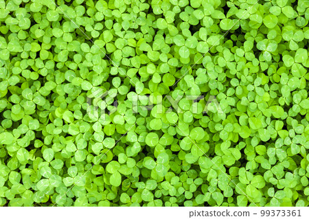 Clover Clover 99373361