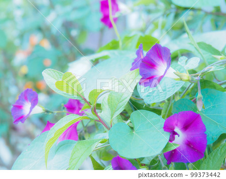 small purple morning glory 99373442