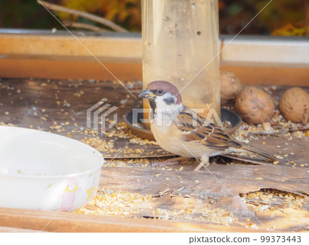 A sparrow that came to the feeding ground 99373443