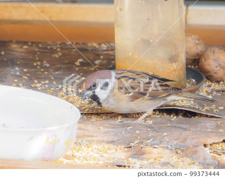 Sparrows pecking food 99373444