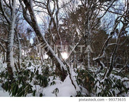 雪中的光 雪中的光 99373635