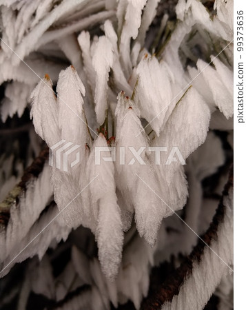 雪白的葉子 雪白的葉子 99373636