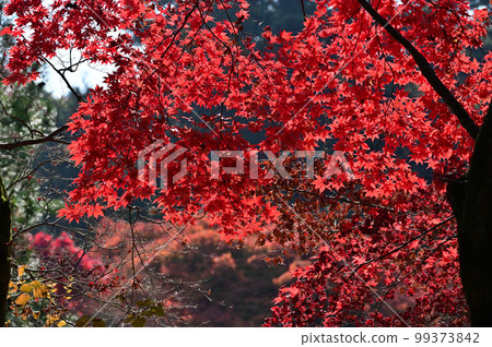 四國香川縣高松市第 82 不動所根吾郎寺的紅葉 四國香川縣高松市第 82 不動所根吾郎寺的紅葉 99373842
