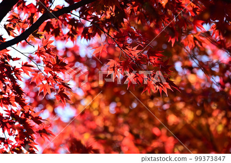 四國香川縣高松市第 82 不動所根吾郎寺的紅葉 99373847