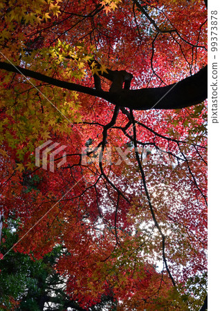 四國香川縣坂出市第81票處白見寧次寺的秋葉 99373878