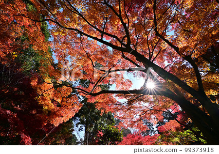 四國香川縣坂出市第81票處白見寧次寺的秋葉 99373918