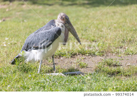 Side view of Marabou stork posing on the grass. 99374014
