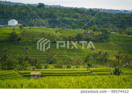 Scenery of the World Heritage Jatiluwih Rice Terraces (Bali, Indonesia) 99374422