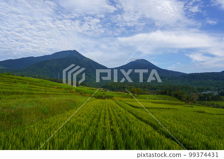 Jatiluwih 水稻梯田和山景（巴厘島，印度尼西亞） 99374431