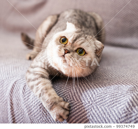 Calm relaxed gray scottish fold cat lies on gray sofa Calm relaxed gray scottish fold cat lies on gray sofa 99374749