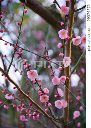 不文明貝尼 99374773