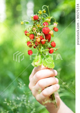Hand holding bunch of wild strawberry twigs with ripe red berries, taste of summer 99375334