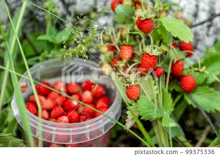 Plastic bowl filled with ripe red wild strawberries, and bunch of strawberry twig picking in forest 99375336