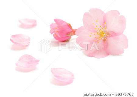 櫻花花瓣春天白色背景 99375765