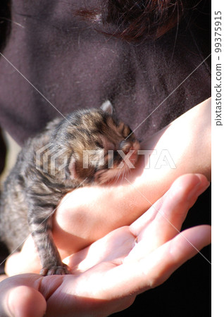 little fluffy kitten in the arms of a girl 99375915