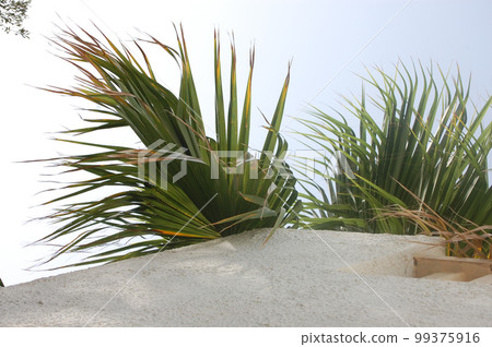 beautiful palm trees near the sea with leaves 99375916