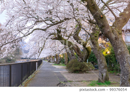 神奈川箱根_宮城野早川堤防夜櫻花景觀 神奈川箱根_宮城野早川堤防夜櫻花景觀 99376054