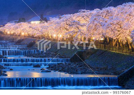Kanagawa Hakone _ Miyagino Hayakawa Embankment Night Cherry Blossom View 99376067