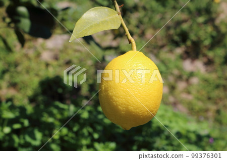Setonai lemon Setonai lemon 99376301