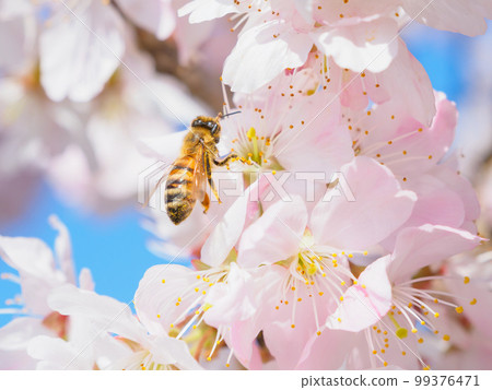 Image of bees gathering in cherry blossoms Image of bees gathering in cherry blossoms 99376471