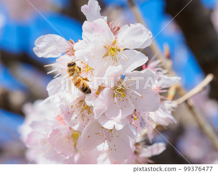 蜜蜂聚集在櫻花中的形象 蜜蜂聚集在櫻花中的形象 99376477