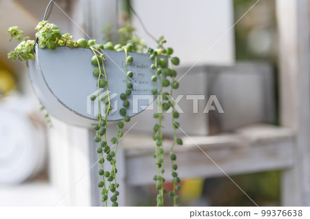 Green necklace group planting of succulents Green necklace group planting of succulents 99376638