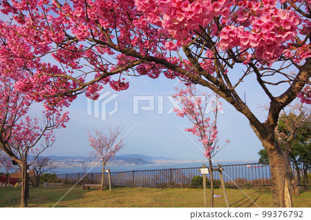 從兵庫縣櫻花盛開的淡路島公園觀景廣場看神戶和三宮 99376792