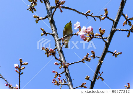white-eye season 99377212