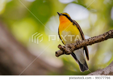 With its colorful appearance, it sings beautifully in the summer to attract females. With its colorful appearance, it sings beautifully in the summer to attract females. 99377766