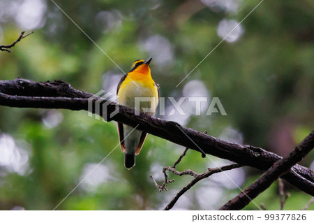 With its colorful appearance, it sings beautifully in the summer to attract females. With its colorful appearance, it sings beautifully in the summer to attract females. 99377826