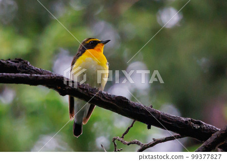 With its colorful appearance, it sings beautifully in the summer to attract females. With its colorful appearance, it sings beautifully in the summer to attract females. 99377827