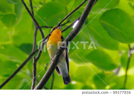 With its colorful appearance, it sings beautifully in the summer to attract females. With its colorful appearance, it sings beautifully in the summer to attract females. 99377856