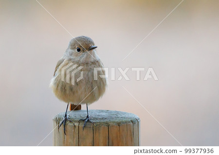 可愛的冬鳥 Daurian Redstart 女性 99377936