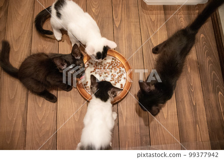 kitten eating indoors 99377942