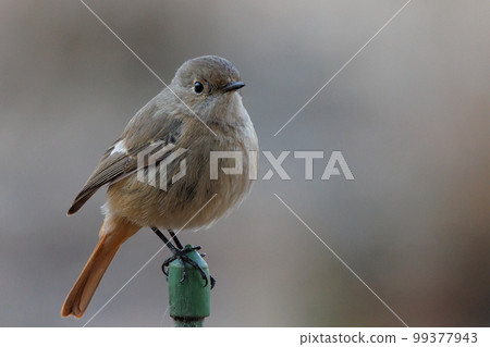 可愛的冬鳥 Daurian Redstart 女性 99377943