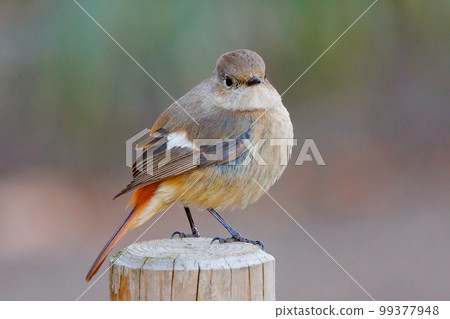 Adorable winter bird Daurian Redstart female Adorable winter bird Daurian Redstart female 99377948