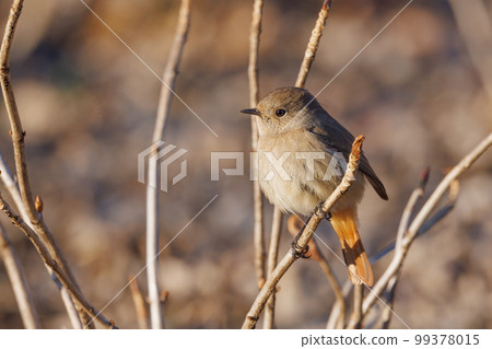 Adorable winter bird Daurian Redstart female 99378015