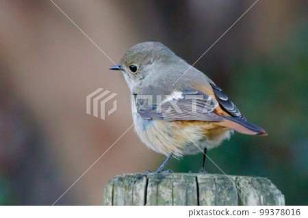 Adorable winter bird Daurian Redstart female Adorable winter bird Daurian Redstart female 99378016