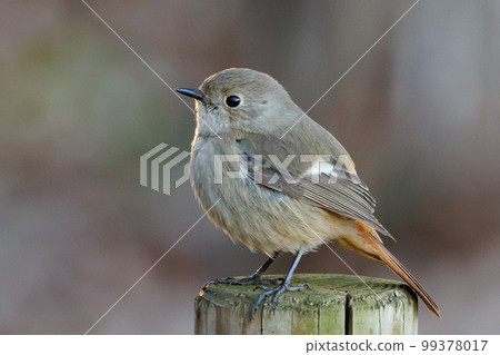 Adorable winter bird Daurian Redstart female Adorable winter bird Daurian Redstart female 99378017