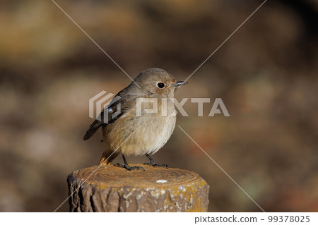 可愛的冬鳥 Daurian Redstart 女性 可愛的冬鳥 Daurian Redstart 女性 99378025