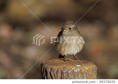 可愛的冬鳥 Daurian Redstart 女性 可愛的冬鳥 Daurian Redstart 女性 99378026