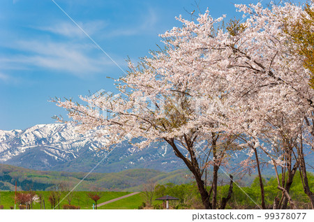 Cherry blossoms in Rankoshi Town (View of Mt. Horobetsu from Ranran Park on the Shiribetsu River)_5279 99378077