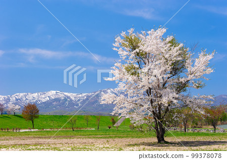 Cherry blossoms in Rankoshi Town (View of Mt. Horobetsu from Ranran Park on the Shiribetsu River)_5402 Cherry blossoms in Rankoshi Town (View of Mt. Horobetsu from Ranran Park on the Shiribetsu River)_5402 99378078