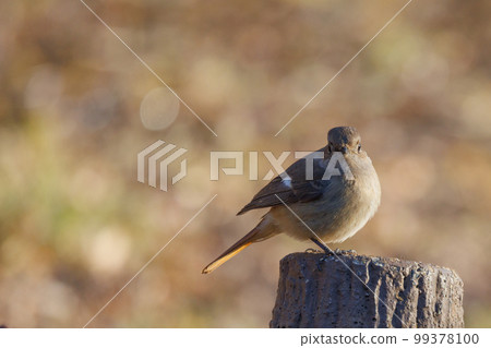 可愛的冬鳥 Daurian Redstart 女性 99378100